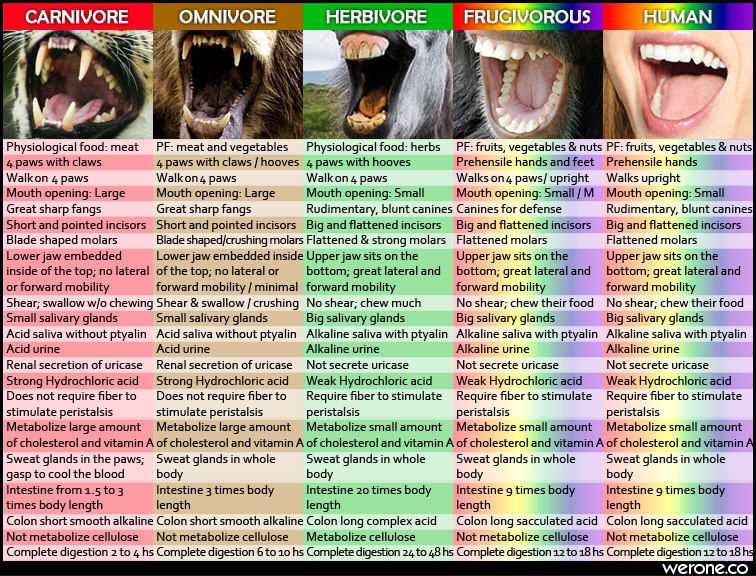 Vegan Teeth Chart